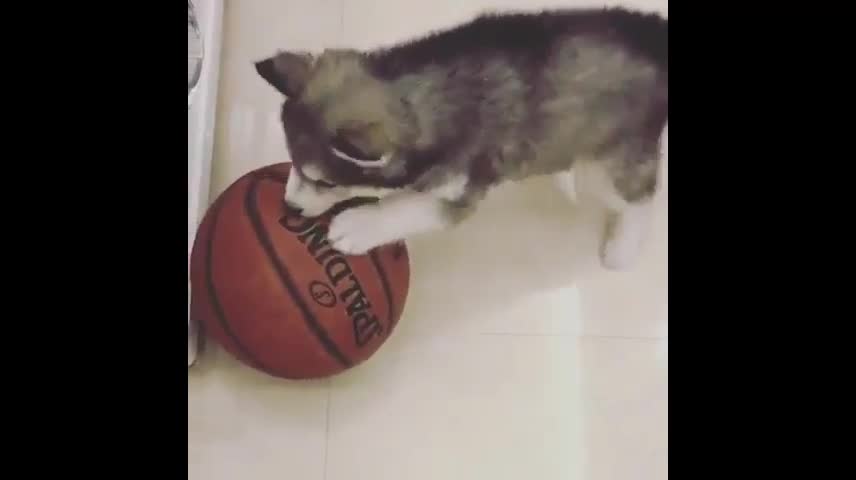 Basketball loving dog