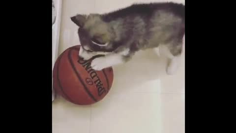 Basketball loving dog