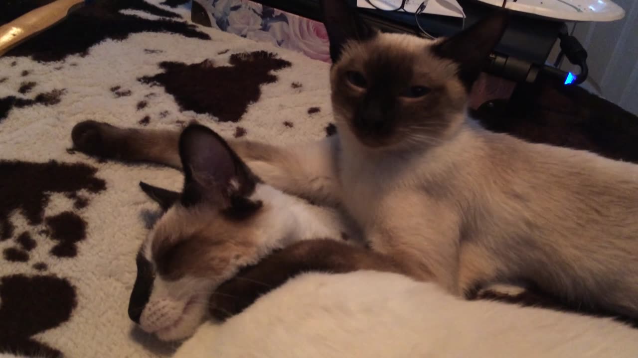 Siamese Kittens