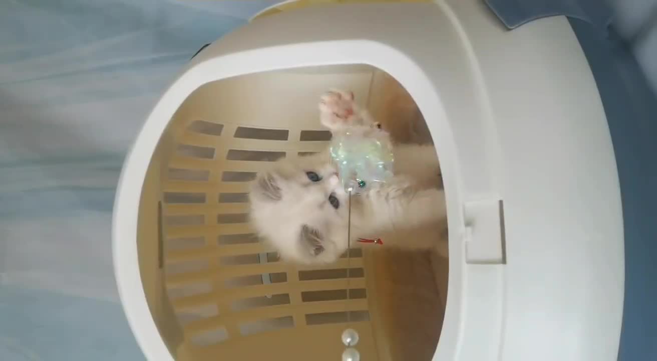 cat family