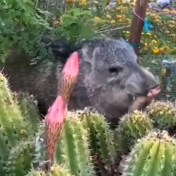 Wild boar visited my house