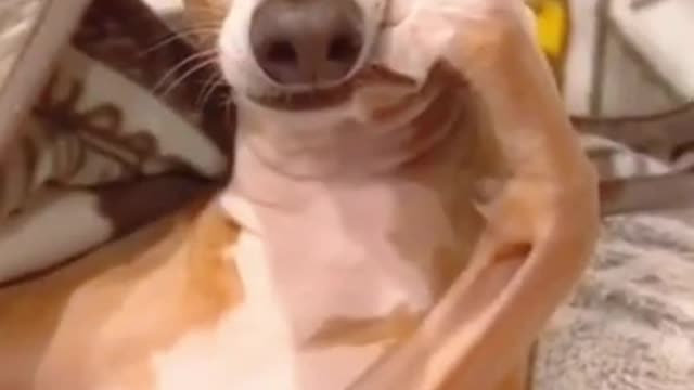 Best Animal Funny Video 2022 Try Not To laugh