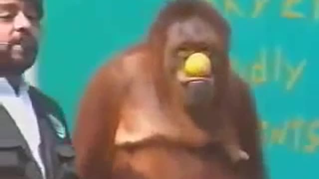 Orangutan slaps man during live show