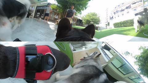 360º Camera on a Dog! (Madventure 360º)