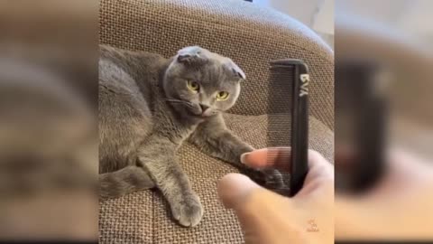 Funny cat videos 🐱/cute pet so funny lafing/🐱