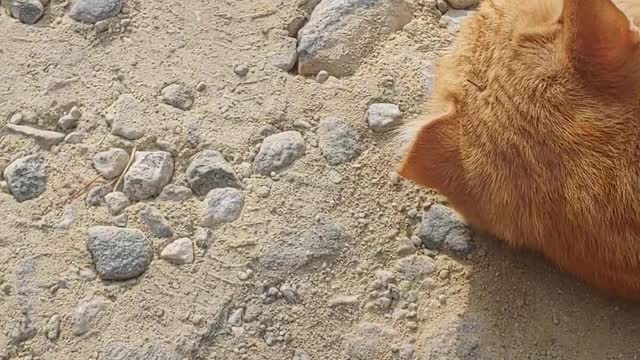 Korean cat lying down and playing around