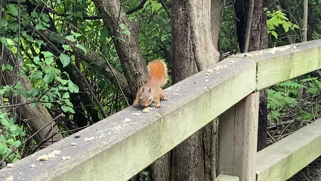 Red-Tailed Squirrel built tough