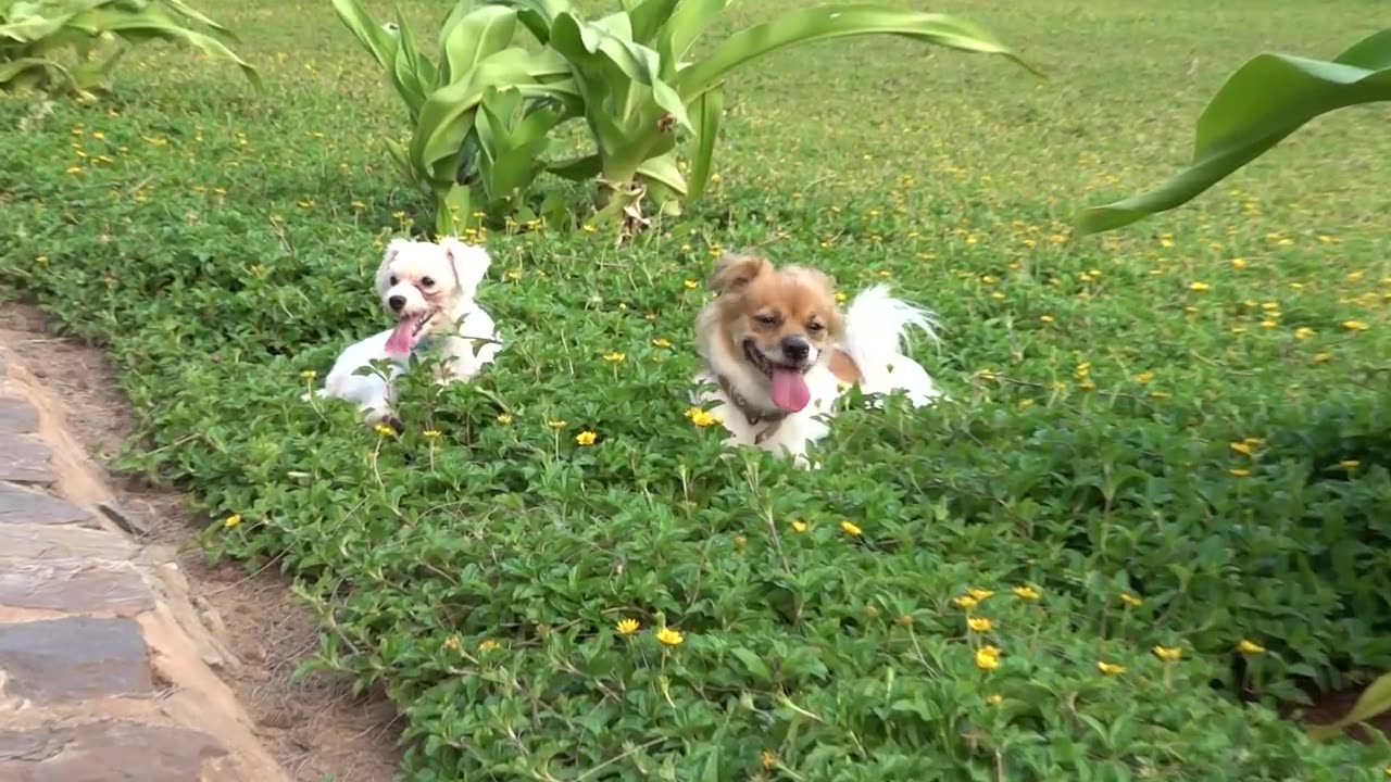 How cute dogs react, when they saw a stranger...by rocking_parul007