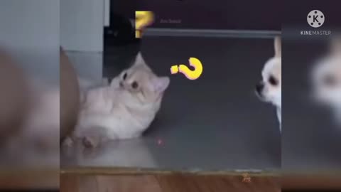 Two cats run and playing to each other