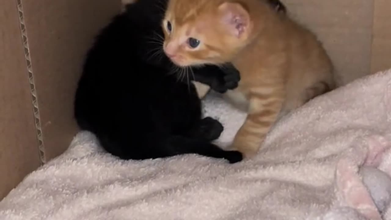 two cute kittens