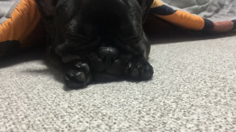 a dog sleeping with its hands