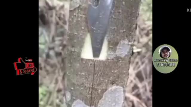 Tree grafting techniques