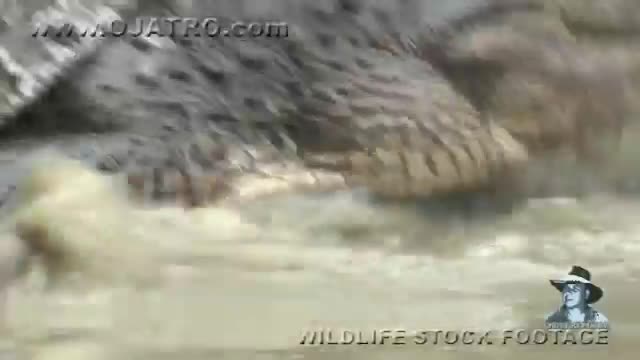 alligator