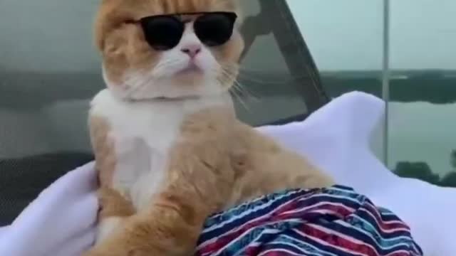 Funny cat videos 2022