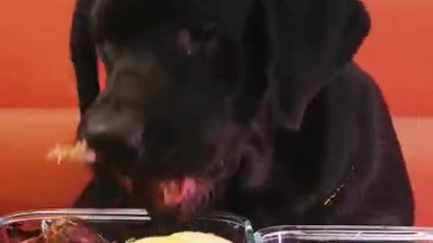 Funny animal moments