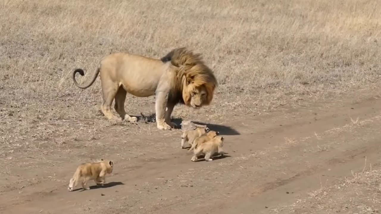 Lion Father Tries to Outwit His Cubs 🦁