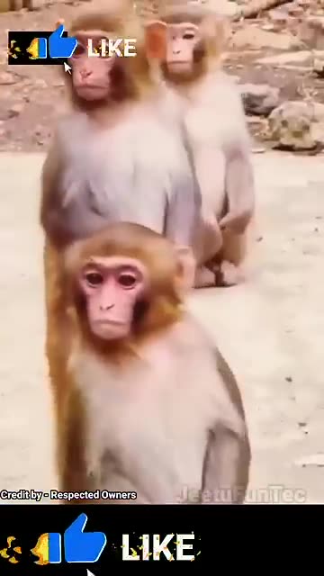 Dancing Monkey 18...........