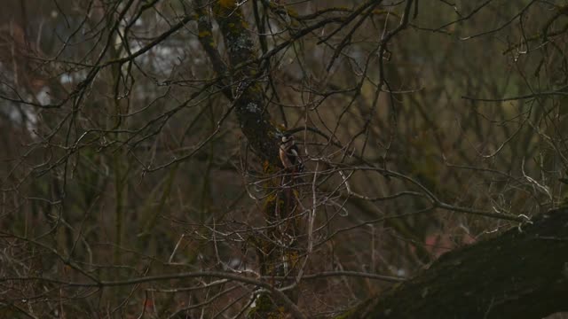 Woodpecker Bird "Black Red White Animal World"