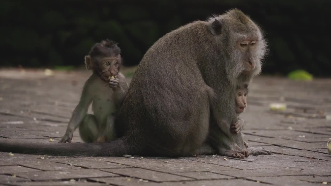 Monkey Mother and Its Babie Love