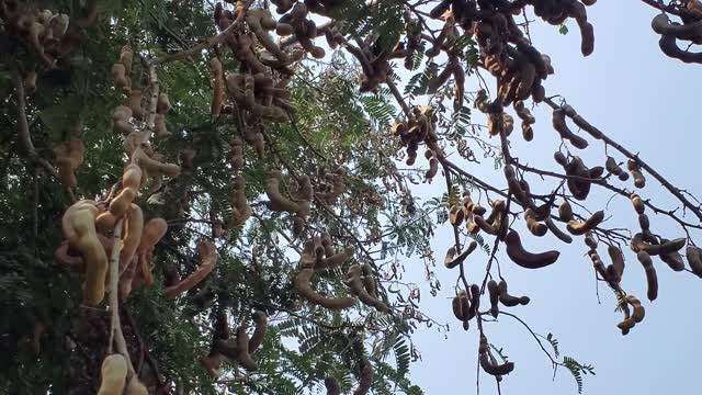 Fresh tamarind fruit in my backyard. 🌿