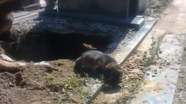 People Said This Dog Was Guarding Her Owner’s Grave, But One Rescuer Uncovered A Stunning Secret