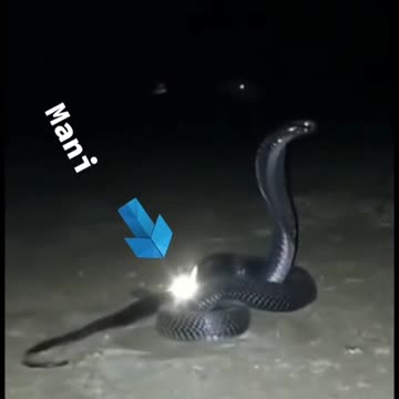 Snake with mani