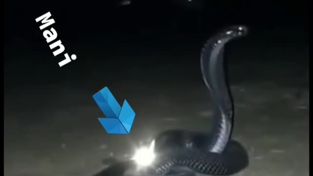 Snake with mani