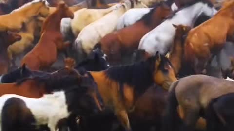 Can you count how many horses there are