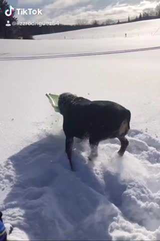 Rottie Steals From A Child