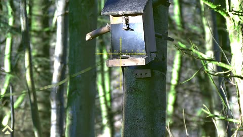 grey squirrel pest control