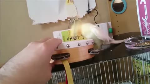 Funny Parrots Videos- beautiful parrots Compilation -cute moment of the animals - CuteParrots #3