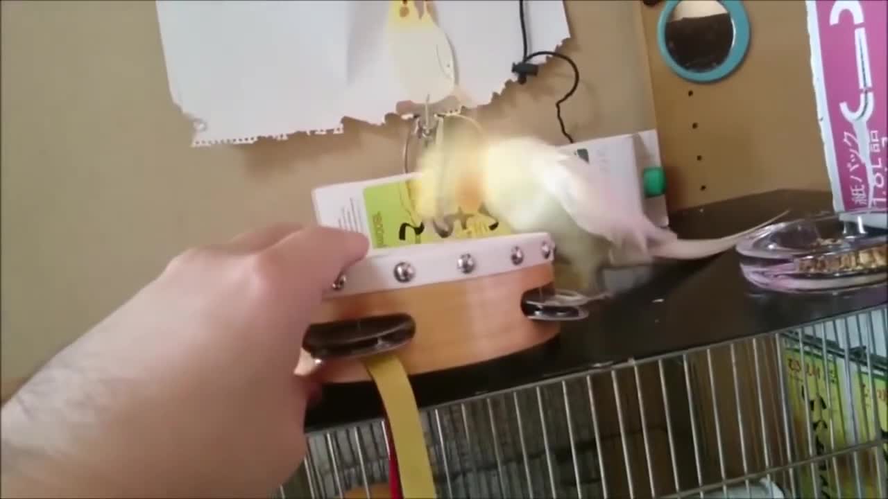 Funny Parrots Videos- beautiful parrots Compilation -cute moment of the animals - CuteParrots #3