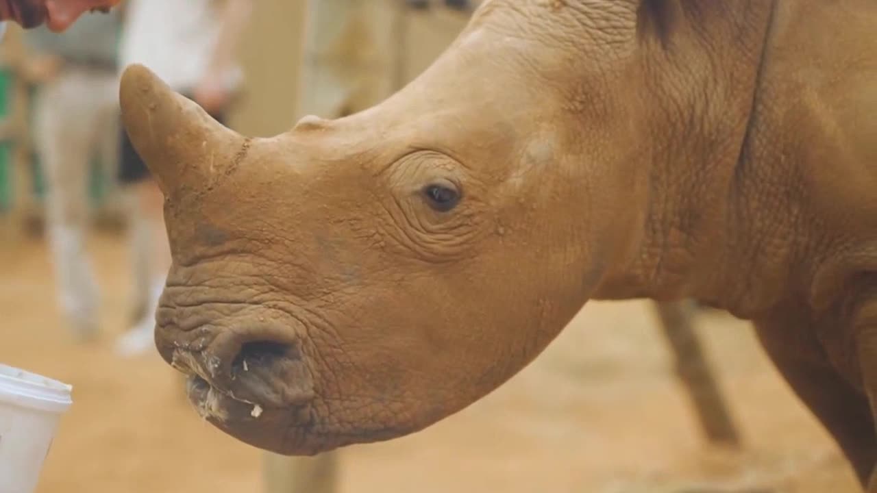 Saving Rhinos from Extinction The Tragic Reality of Poaching