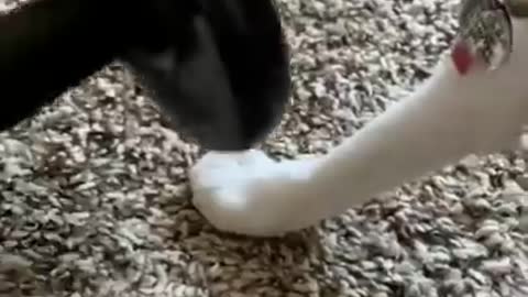 Cat funny videos