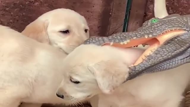 Funniest & Cutest Labrador Puppies #2 - Funny Puppy Videos 2020