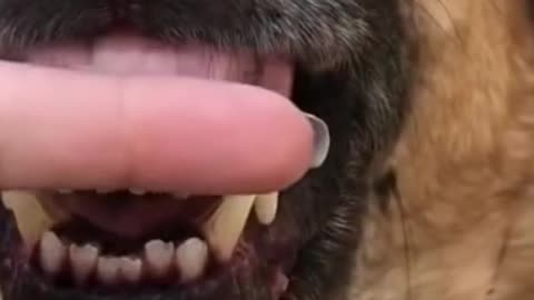 Dog play with people funny video