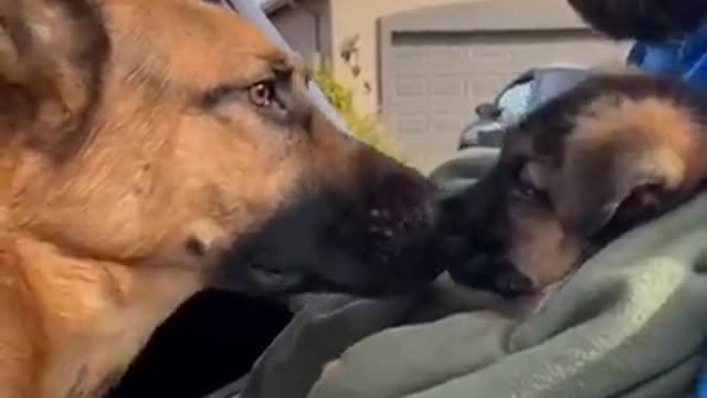 Cute German Shepherd puppy meet his dad for the first time🥺