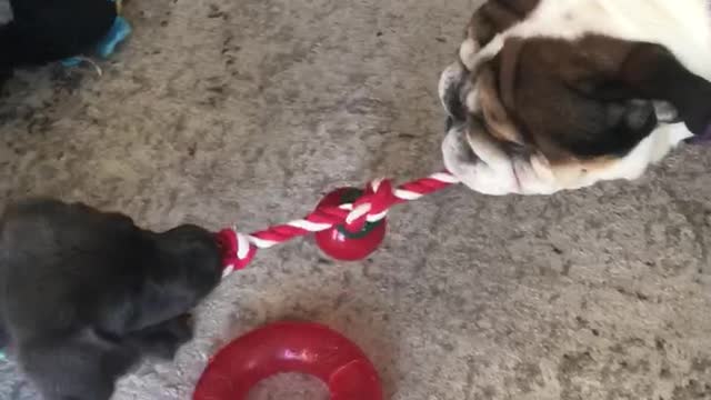 Puppy Tug A War