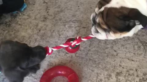 Puppy Tug A War