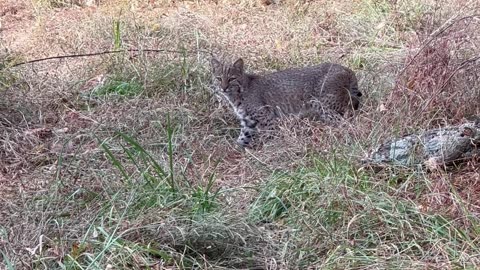 Bobcat encounter