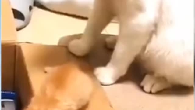 Funny cats clips funny animals clips funny cats clips funny video funny baby cats 2021 part 2