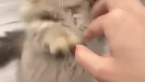 Small cute cat fighting video 😻😹💕 #shorts