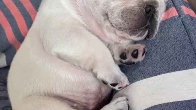 I just sleep, don't disturb me