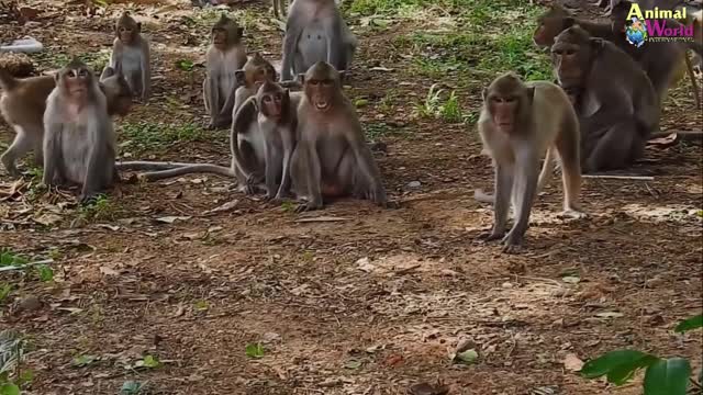 Crocodile Spotted Monkey King Are To Be Afraid Of Bowing To This Monster - Truth Animal Mind