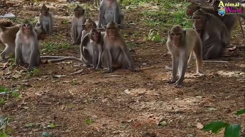 Crocodile Spotted Monkey King Are To Be Afraid Of Bowing To This Monster - Truth Animal Mind