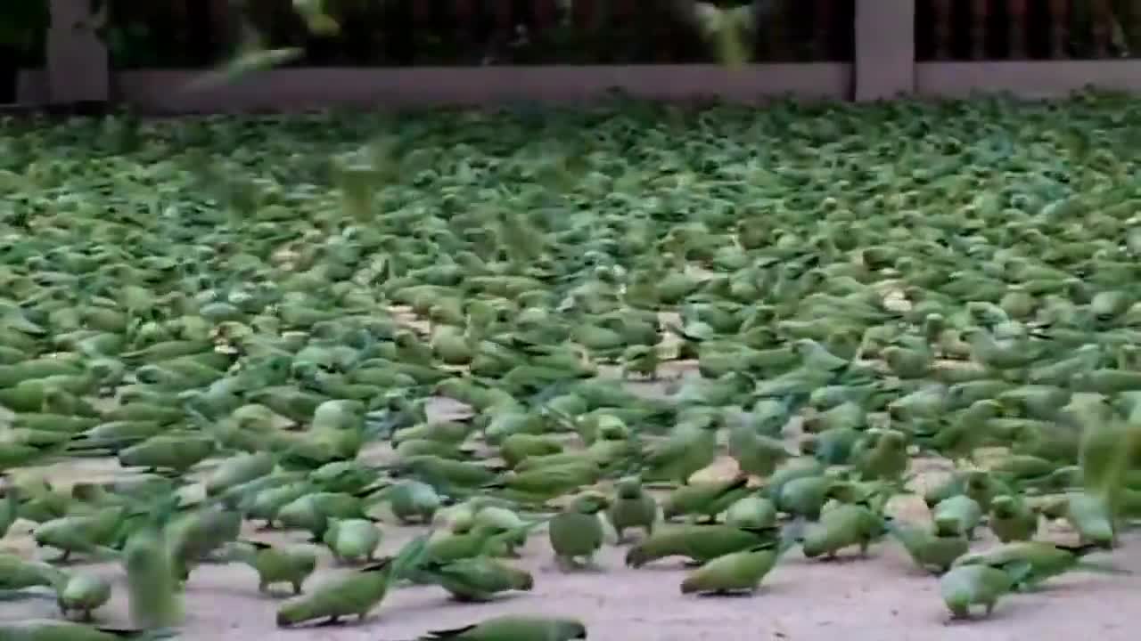 The Man Feed the Food in Wild Parrotsp7