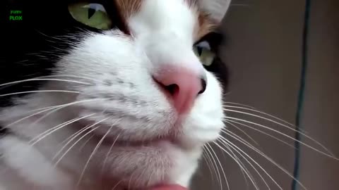 Funny cats 🐈😺 and kittens meowing compilation high