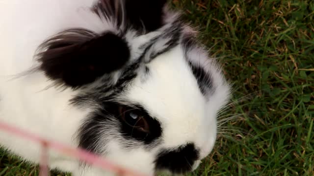 Black White Rabbit on Grass