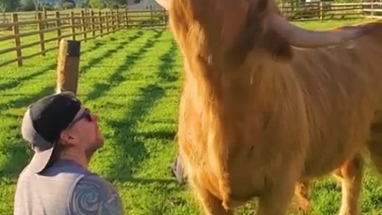 Funny And Cute Animals Short #145