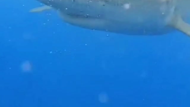 Shark phobia 😏
